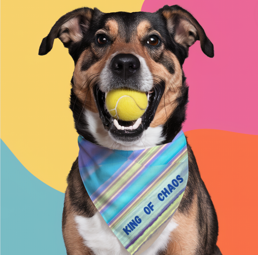 Fun "King of Chaos" Striped Pet Bandana, Partywear for Doggy Daycare, Dog Park, Parties, Pet Lover Dog Mom Gift
