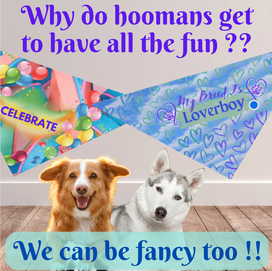 Blue and Purple Hearts "My Breed is Loverboy" Pet Bandana, Dog or Cat Partywear, Great Cat Lady Dog Mom Gift
