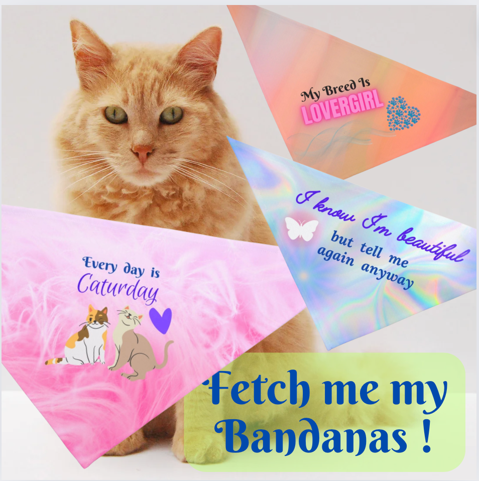Hot Pink "Every day is Caturday" Party Pet Bandana, Animal Lover Dog Cat Mom Gift
