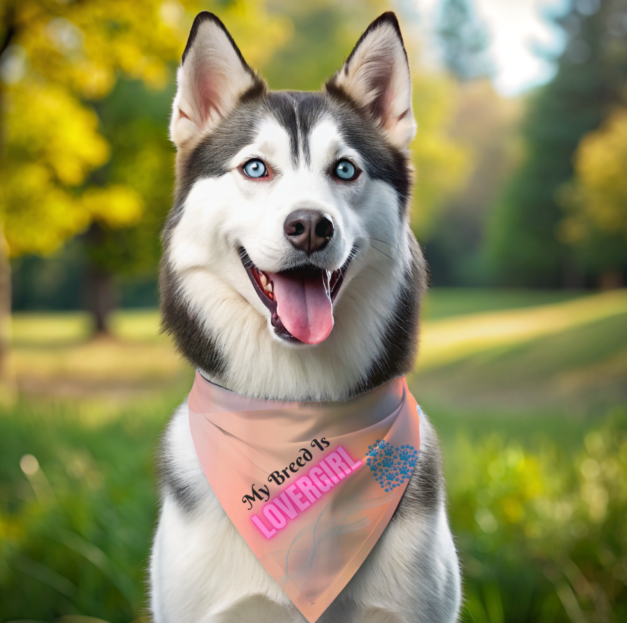 Sweet "My Breed Is Lovergirl" Pet Bandana, Orange with Heart and Pawprints, Animal Lover Cat Lady Dog Mom Gift